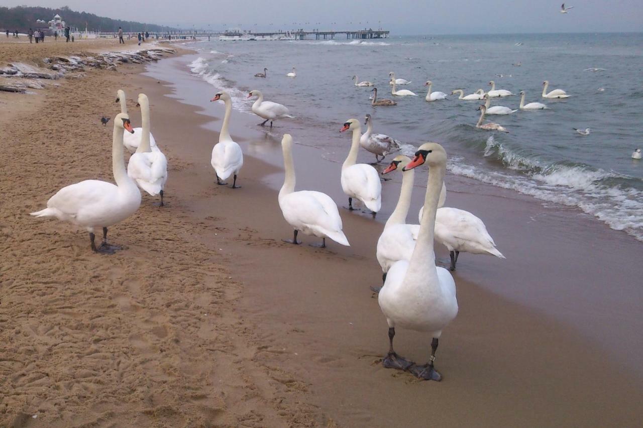 Mieszkanie- Chodkiewicza กดัญสก์ ภายนอก รูปภาพ